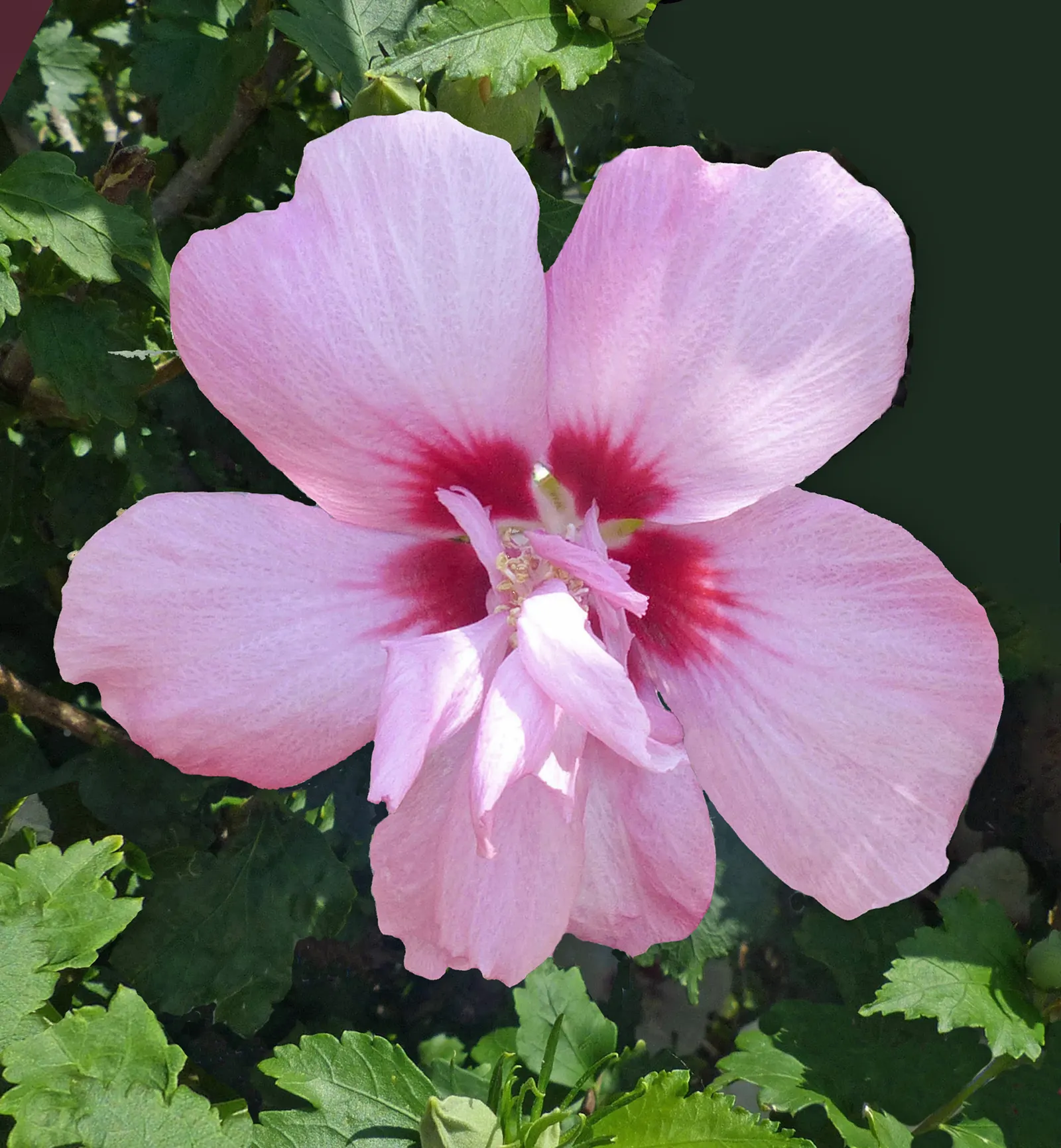 Rose Of Sharon, Shrub Althaea (Hibiscus Syriacus) — It is adaptable to a range of soil types; measuring 2 to 4 inches across, image 78