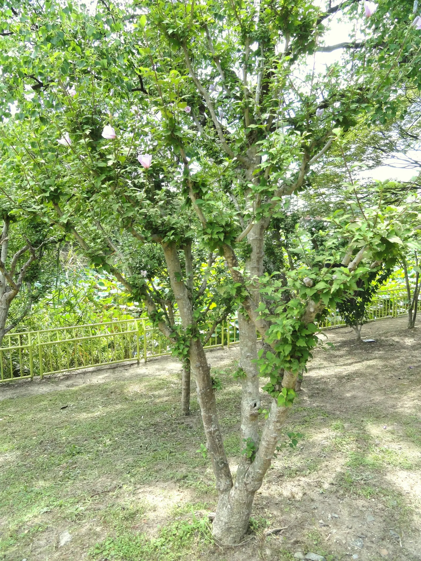 Rose Of Sharon, Shrub Althaea (Hibiscus Syriacus) — consider using it as a specimen plant