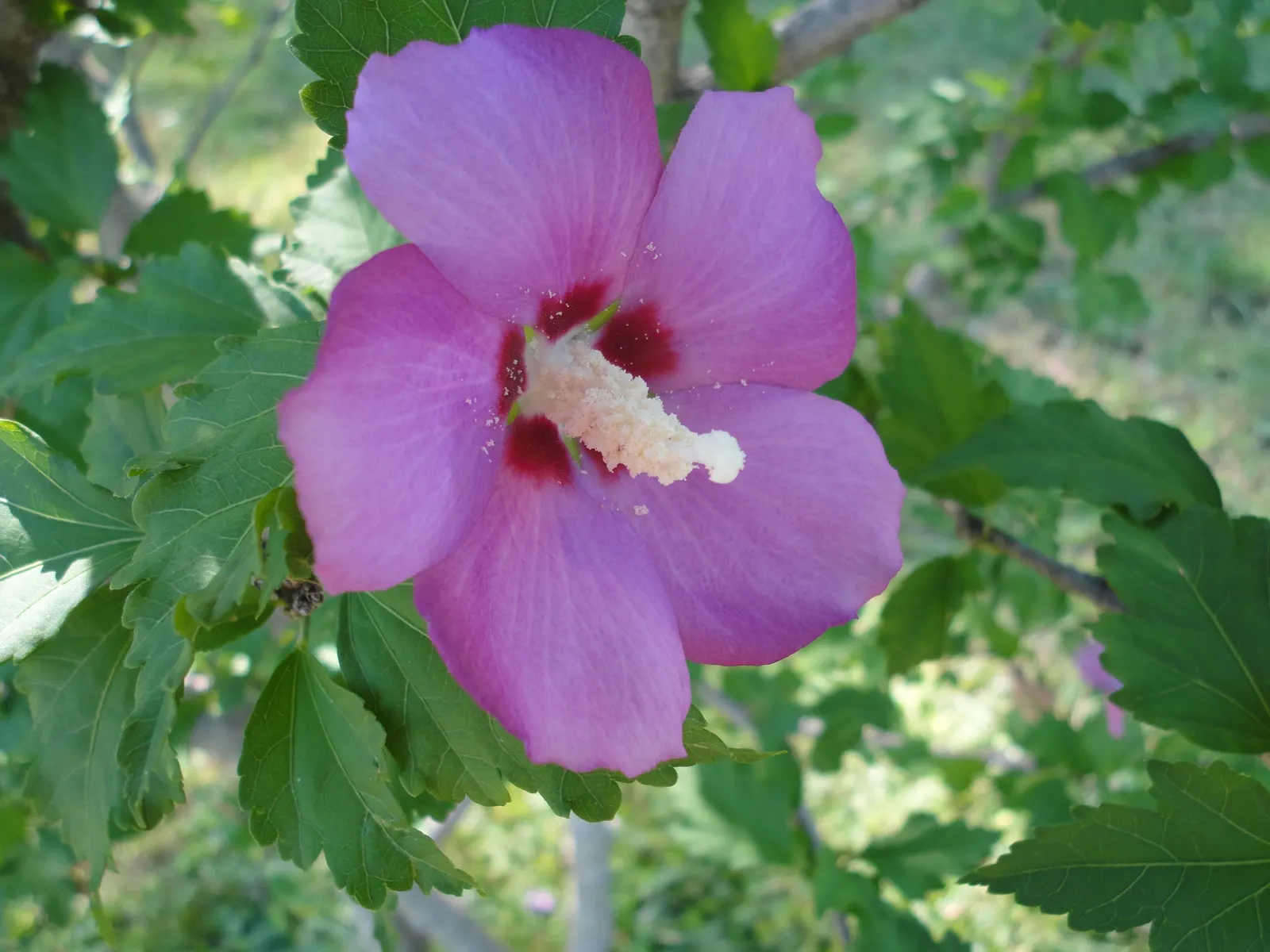 Rose Of Sharon, Shrub Althaea (Hibiscus Syriacus) — lasts for only a day or so but is replaced by others in quick succession; provided they are, image 84