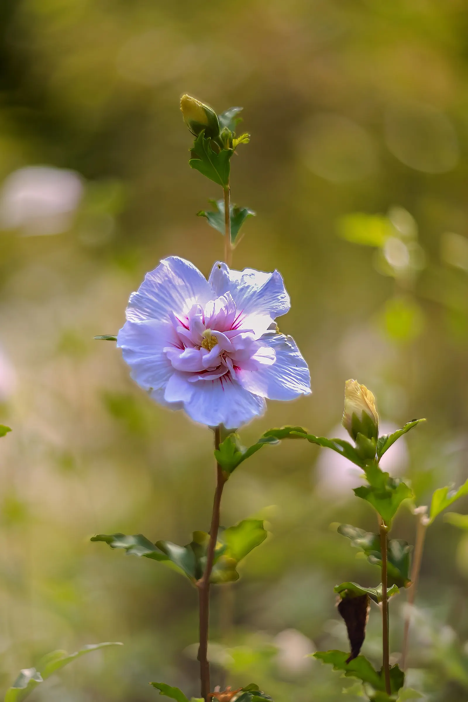 Rose Of Sharon, Shrub Althaea (Hibiscus Syriacus) — low-maintenance plant thrives in full sun to partial shade; typically reaching 8-12 ft in, image 50