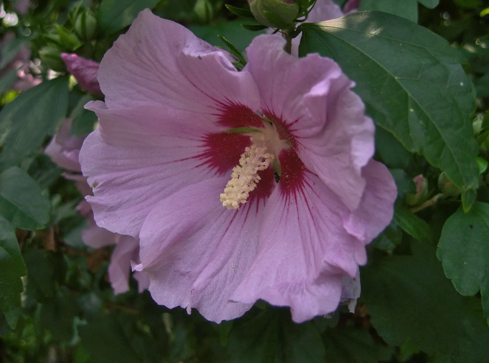 Rose Of Sharon, Shrub Althaea (Hibiscus Syriacus) — also known as Shrub Althaea; shrub for full or half