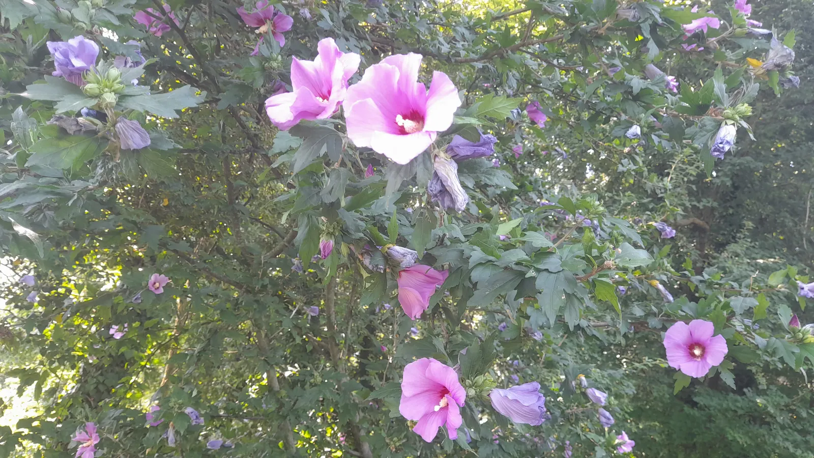 Rose Of Sharon, Shrub Althaea (Hibiscus Syriacus) — When incorporating into your landscape design