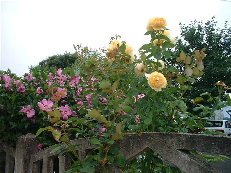Rose Of Sharon, Shrub Althaea (Hibiscus Syriacus) — ranging in color from white to pink, image 35