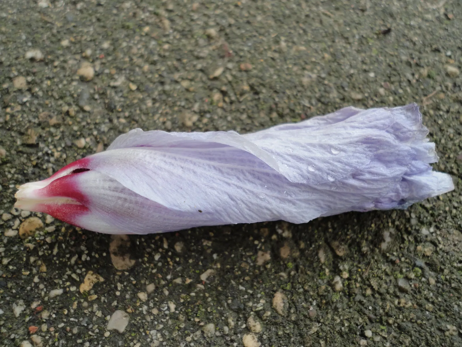 Rose Of Sharon, Shrub Althaea (Hibiscus Syriacus) — provided they are well-draining; pH preferences range from slightly acidic to slightly alkaline