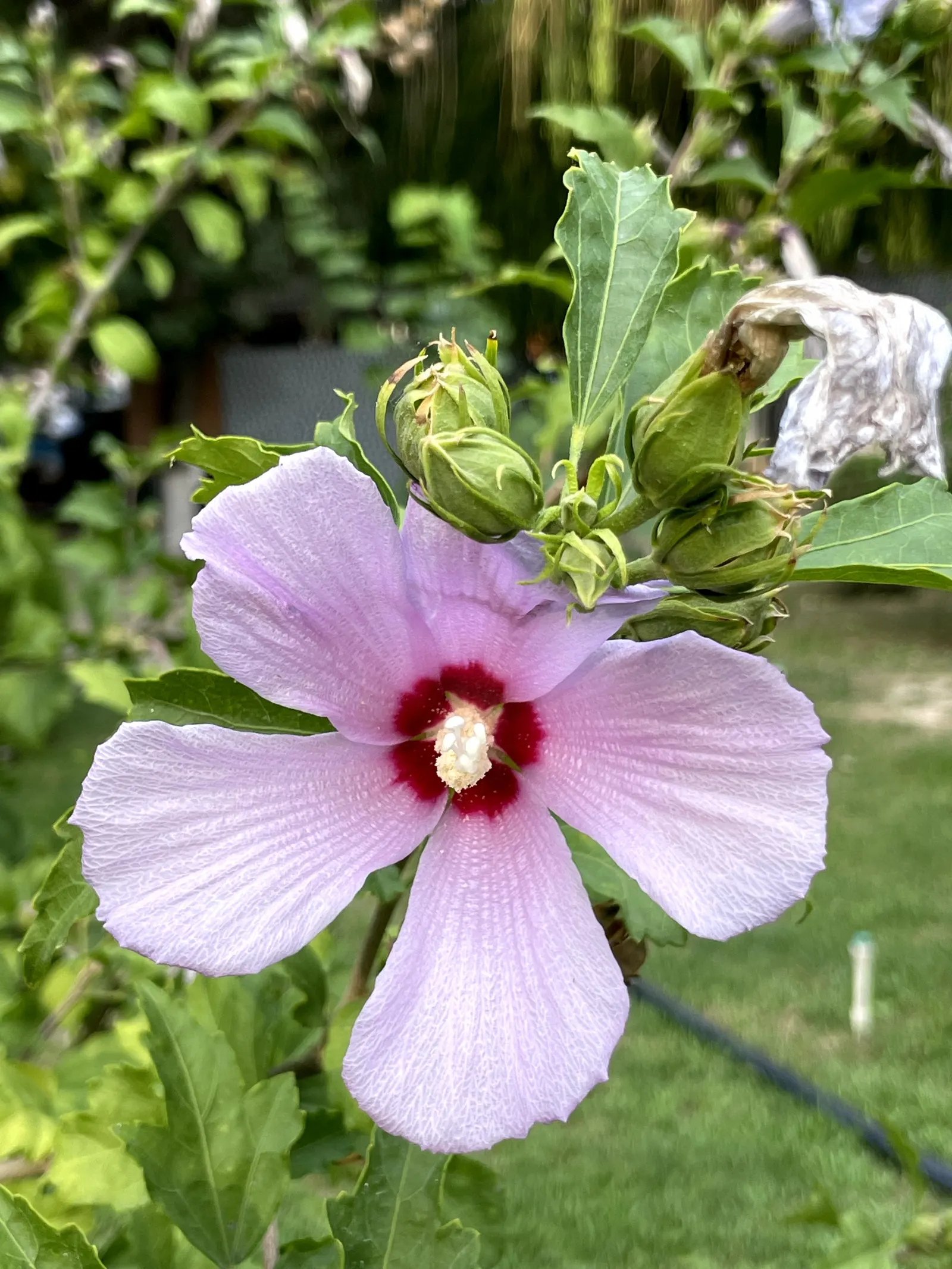 Rose Of Sharon, Shrub Althaea (Hibiscus Syriacus) — or even in mixed shrub borders for a stunning visual impact; lasts for only a day or so but is, image 65