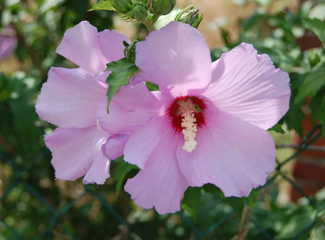 Rose Of Sharon, Shrub Althaea (Hibiscus Syriacus) — often with a contrasting throat