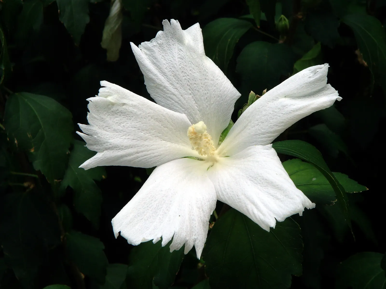 Rose Of Sharon, Shrub Althaea (Hibiscus Syriacus) — When incorporating into your landscape design; the Rose of Sharon (Hibiscus syriacus) is a, image 63