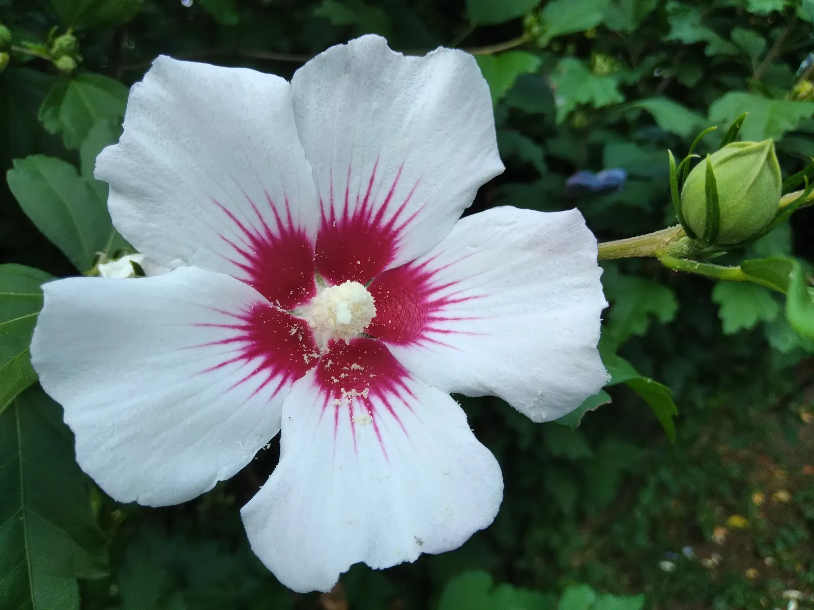 Rose Of Sharon, Shrub Althaea (Hibiscus Syriacus) — exotic flair to temperate landscapes in USDA zones 5 to 9; it is adaptable to a range of soil, image 51