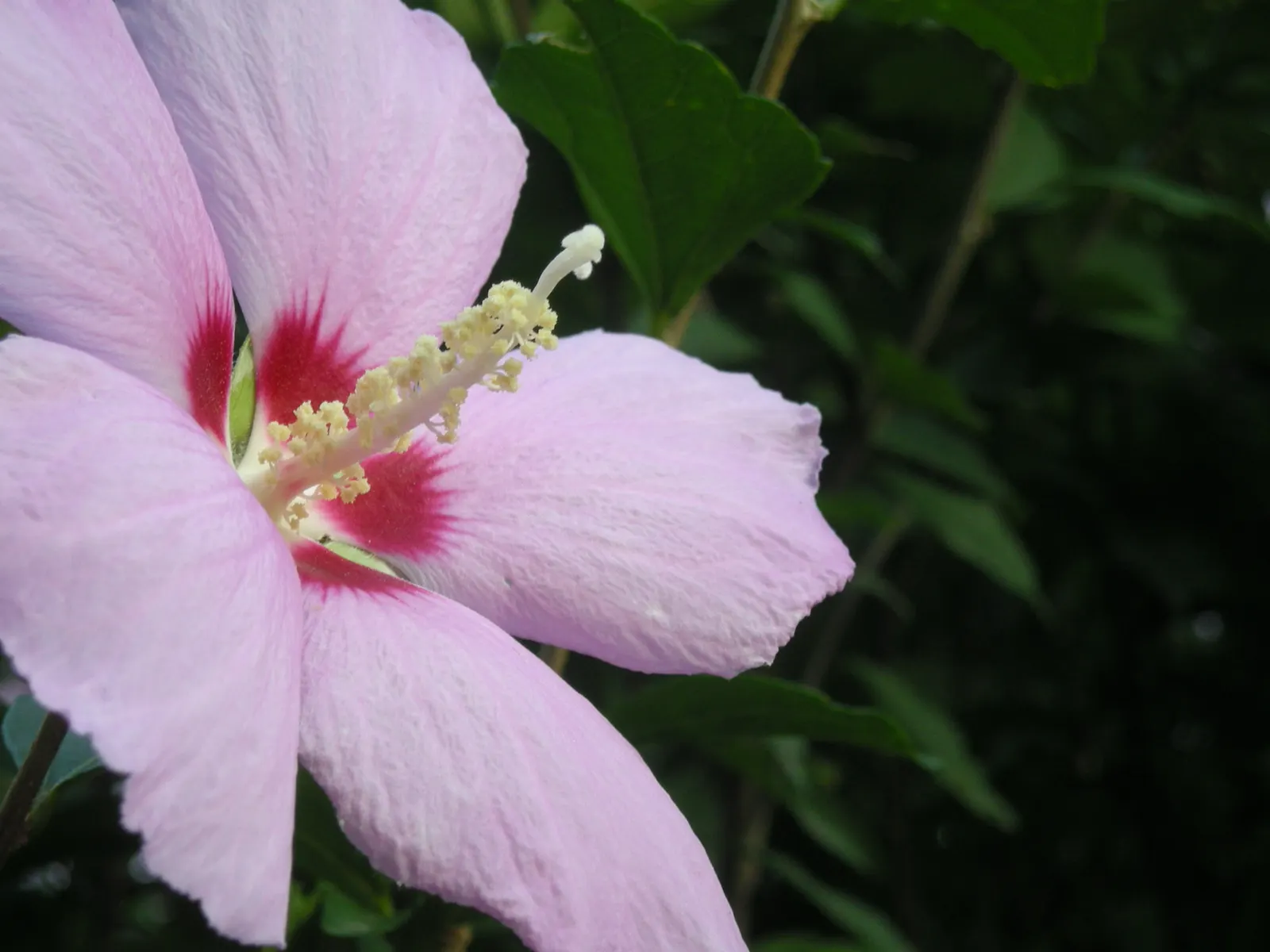 Rose Of Sharon, Shrub Althaea (Hibiscus Syriacus) — exotic flair to temperate landscapes in USDA zones 5 to 9