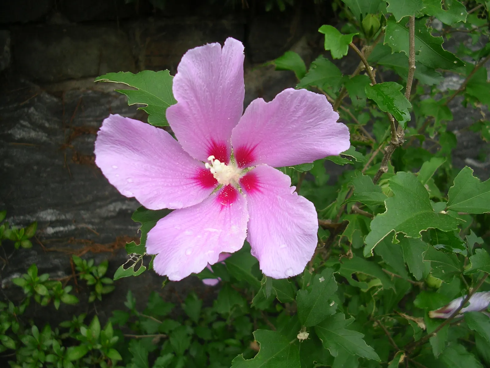 Rose Of Sharon, Shrub Althaea (Hibiscus Syriacus) — this upright shrub showcases a broad; also known as Shrub Althaea