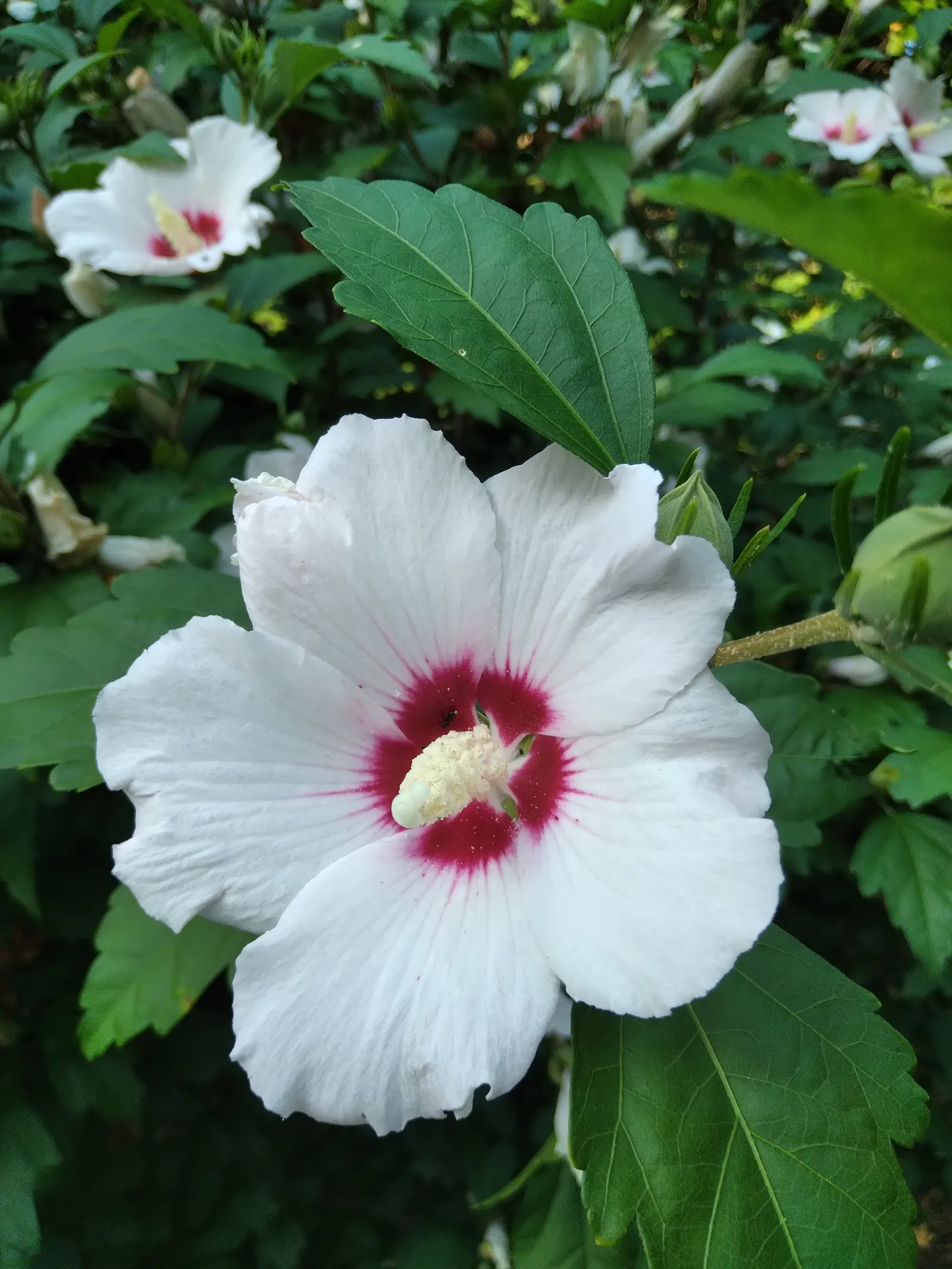 Rose Of Sharon, Shrub Althaea (Hibiscus Syriacus) — shrub with pink and red and white blooms; often with a contrasting throat