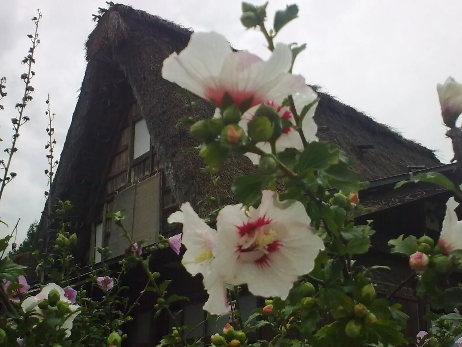 Rose Of Sharon, Shrub Althaea (Hibiscus Syriacus) — trumpet-shaped flowers in hues of pink; consider using it as a specimen plant