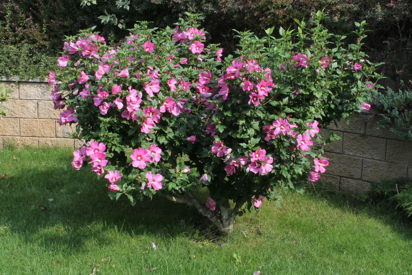 Rose Of Sharon, Shrub Althaea (Hibiscus Syriacus) — trumpet-shaped flowers in hues of pink; consider using it as a specimen plant, image 72