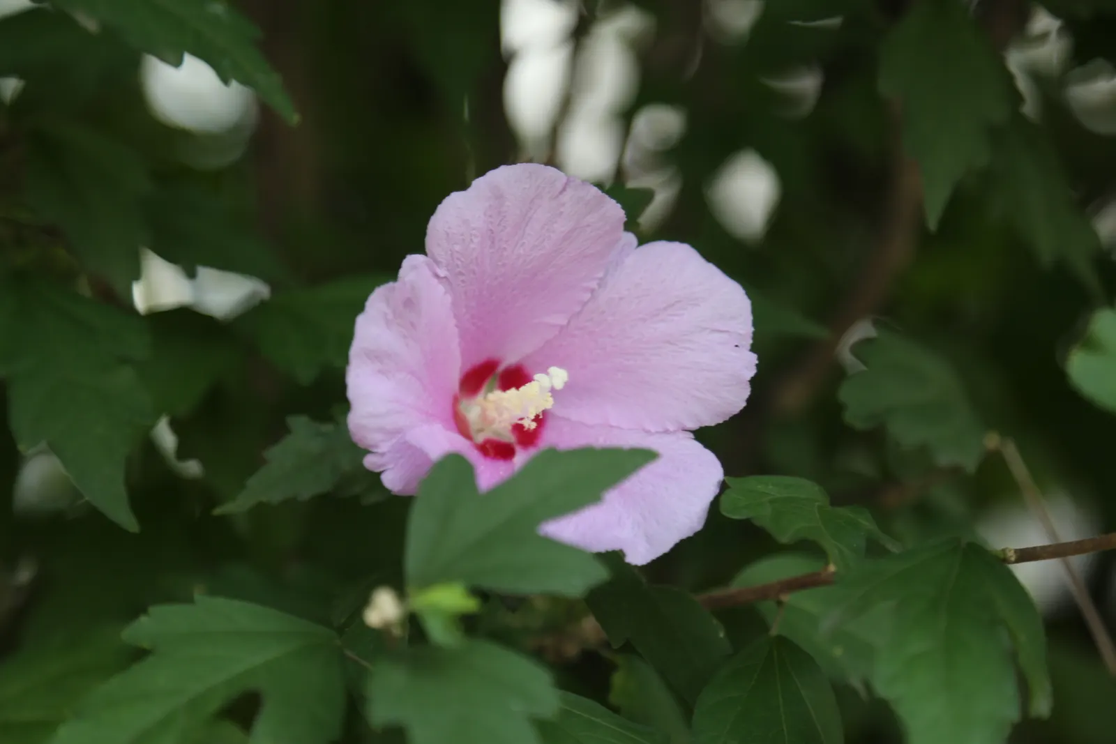 Rose Of Sharon, Shrub Althaea (Hibiscus Syriacus) — It is adaptable to a range of soil types