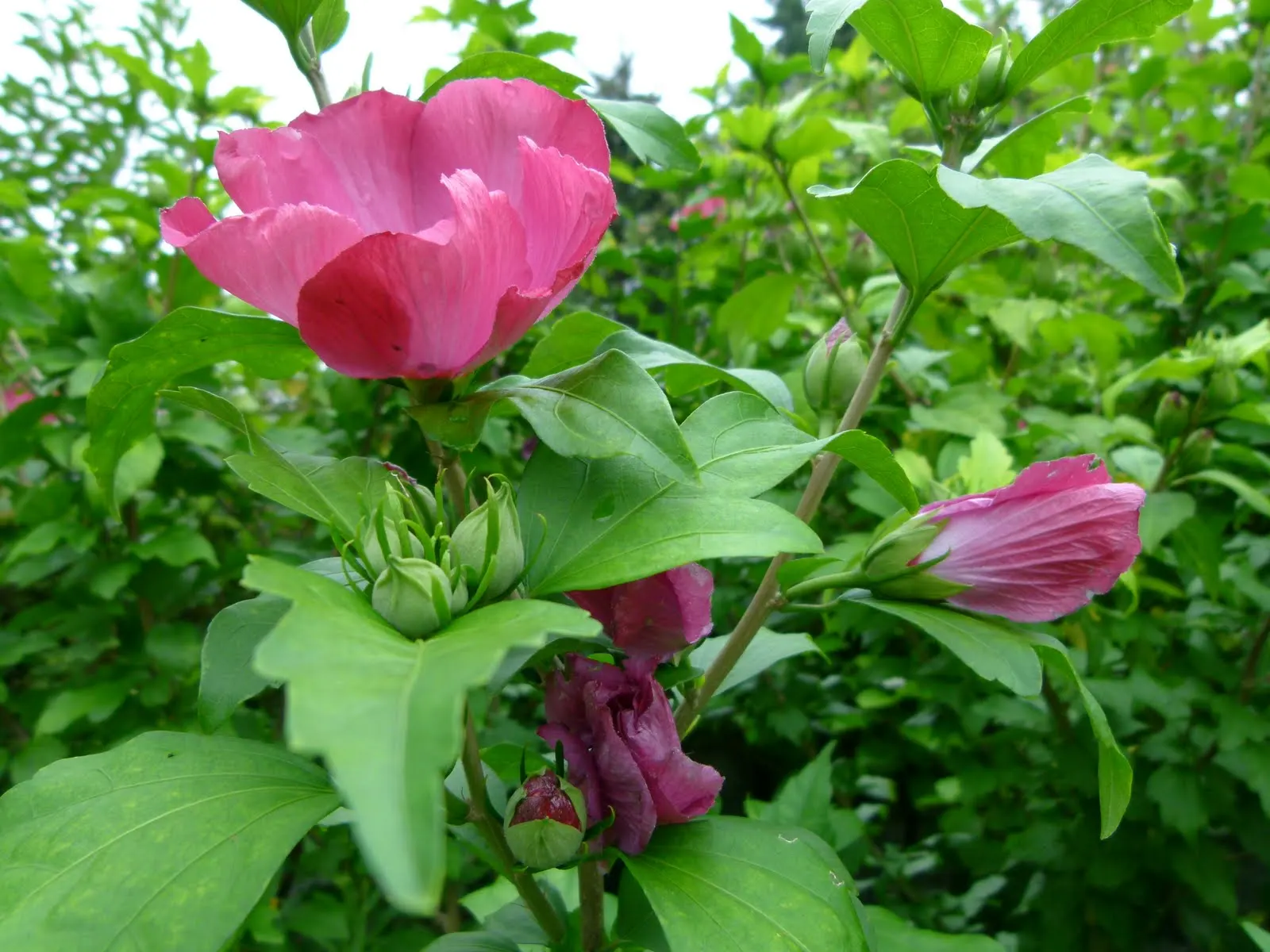 Rose Of Sharon, Shrub Althaea (Hibiscus Syriacus) — It can withstand urban environments and can be pruned to maintain shape or to encourage bushier, image 62
