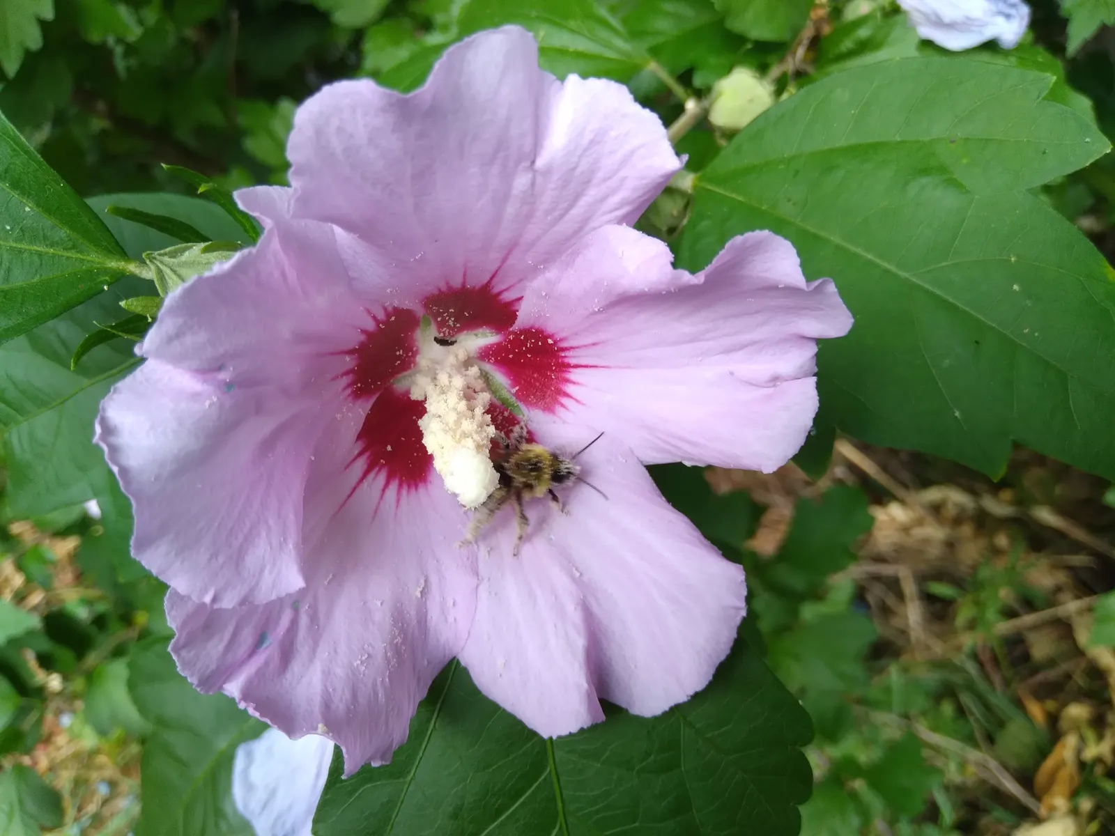 Rose Of Sharon, Shrub Althaea (Hibiscus Syriacus) — It is adaptable to a range of soil types; measuring 2 to 4 inches across, image 55