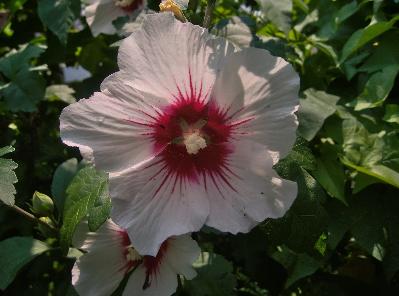 Rose Of Sharon, Shrub Althaea (Hibiscus Syriacus) — When incorporating into your landscape design; the Rose of Sharon (Hibiscus syriacus) is a deciduous shrub