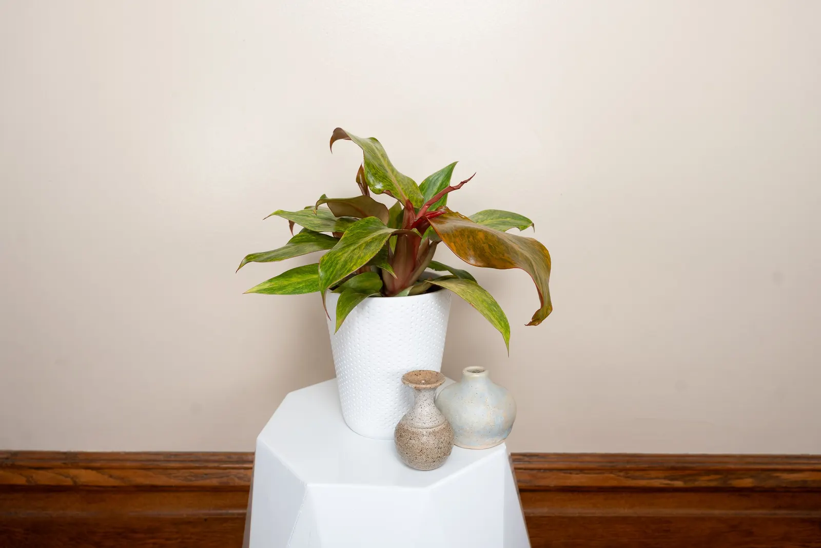 Orange You Gorgeous™ Orange Marmalade (Philodendron hybrids) — It grows 12-24 inches tall with a lush, tight habit