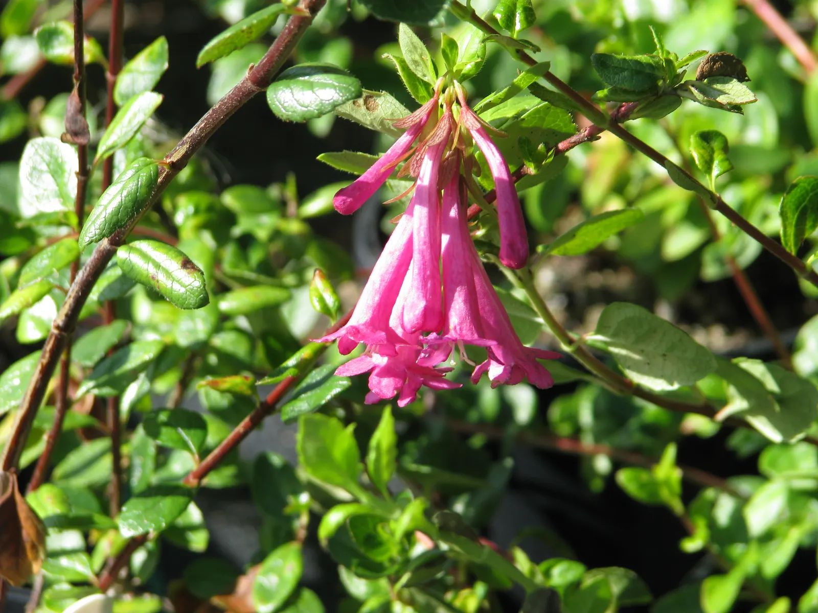 Mexican Abelia (Abelia Floribunda) — This hardy plant prefers partial to full sun and adapts well to a variety of soil types