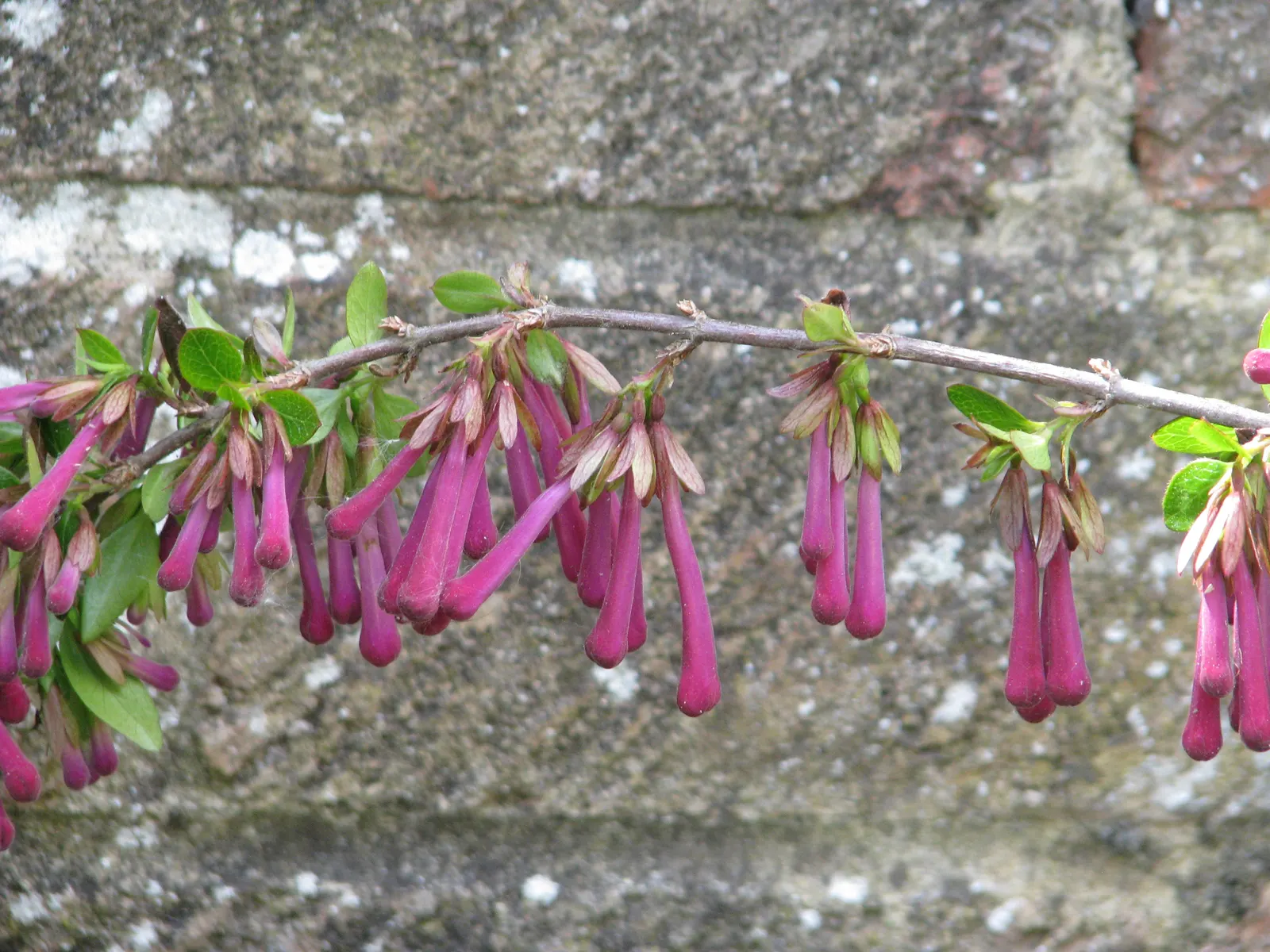 Mexican Abelia (Abelia Floribunda) — It can reach heights up to 5-6 feet and spread 4-5 feet wide