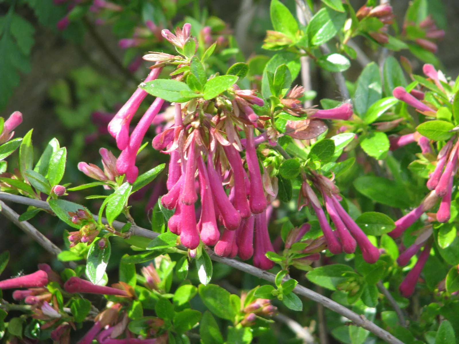 Mexican Abelia (Abelia Floribunda) — Vibrant, trumpet-shaped pink flowers bloom prolifically in early summer, attracting hummingbirds
