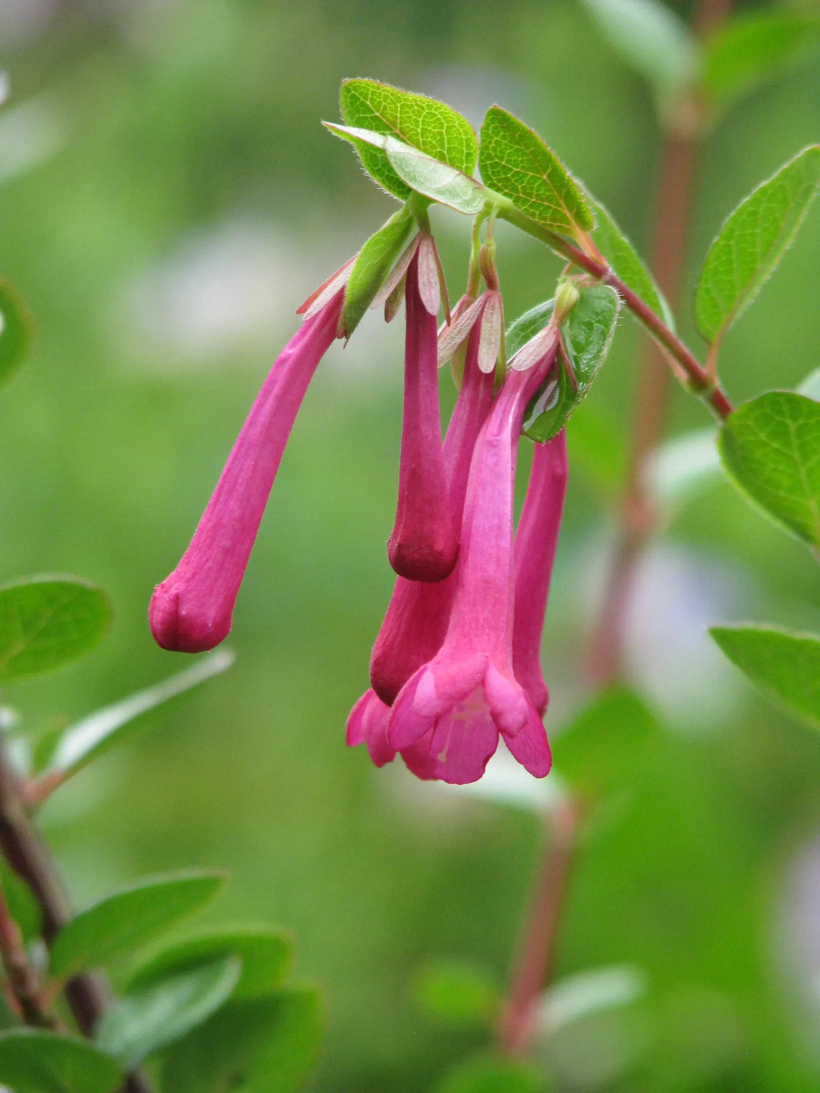 Mexican Abelia (Abelia Floribunda) — is a robust and ornamental evergreen shrub ideal for adding a splash of color and elegance to landscapes
