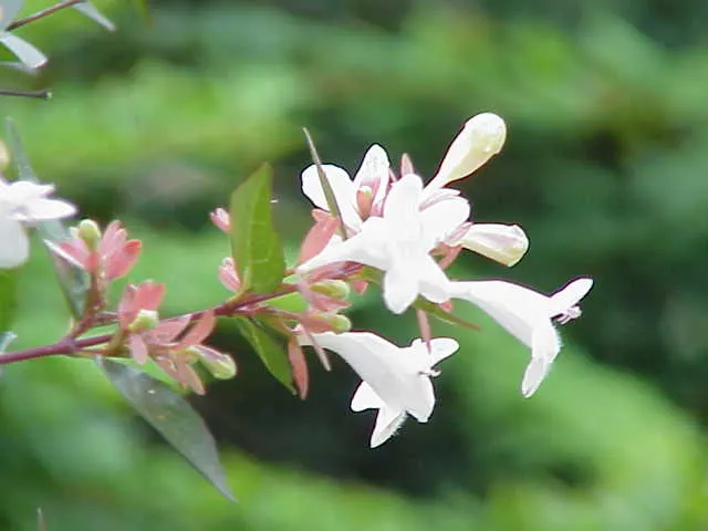 Mexican Abelia (Abelia Floribunda) — the shrub produces an abundance of tubular pink to magenta blossoms