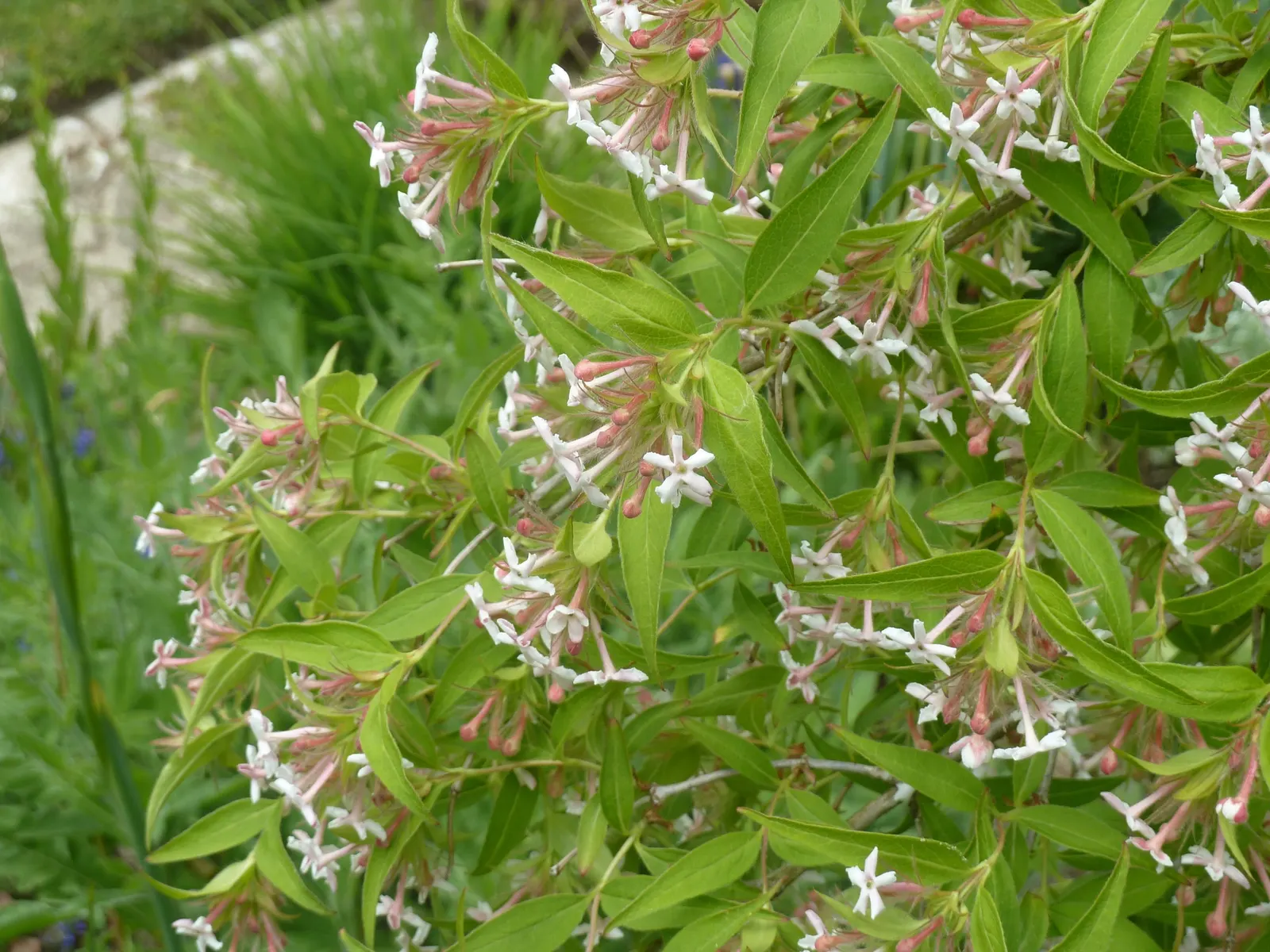 Mexican Abelia (Abelia Floribunda) — Ideal for mixed borders, it adds persistent color and texture to the landscape
