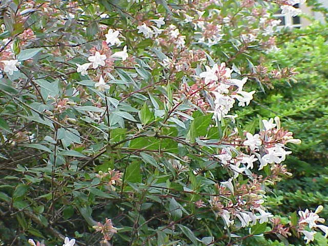 Mexican Abelia (Abelia Floribunda) — making it an excellent choice for foundation plantings or as a feature in mixed borders