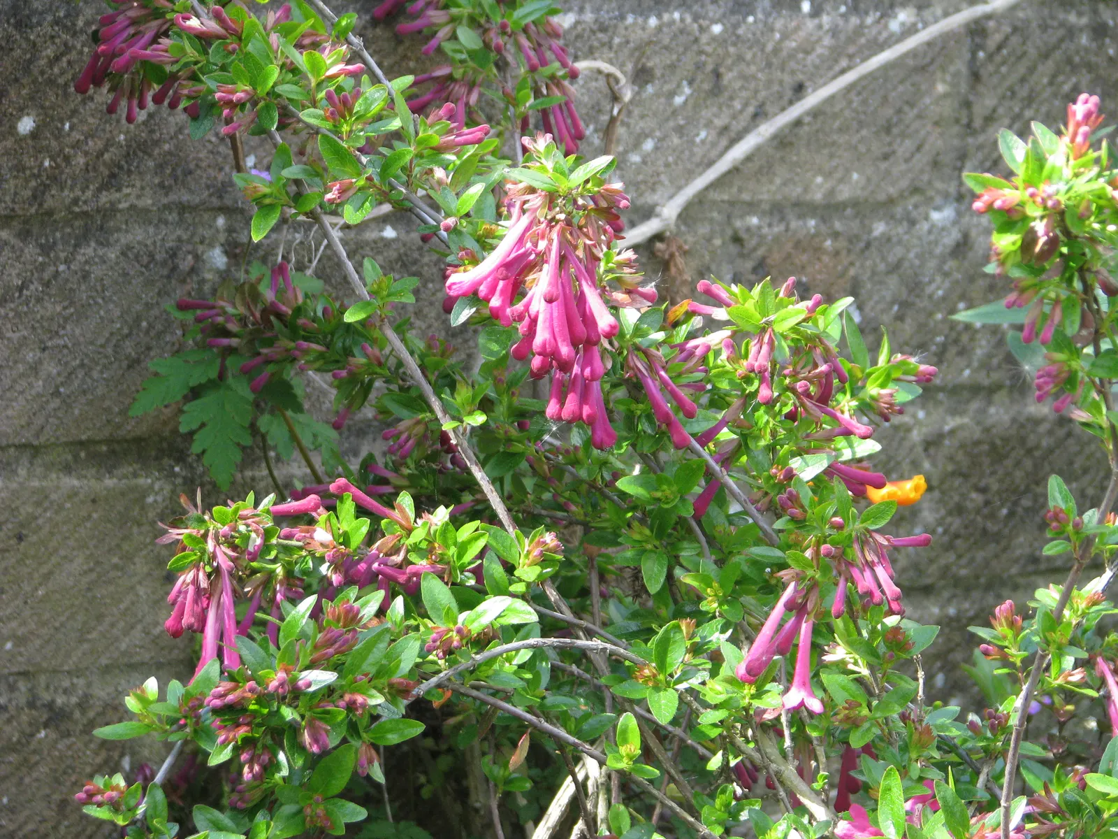 Mexican Abelia (Abelia Floribunda) — scientifically known as Abelia floribunda