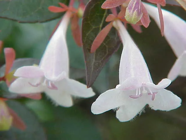 Mexican Abelia (Abelia Floribunda) — The Mexican Abelia (Abelia floribunda) is an evergreen shrub with glossy, lance-shaped leaves