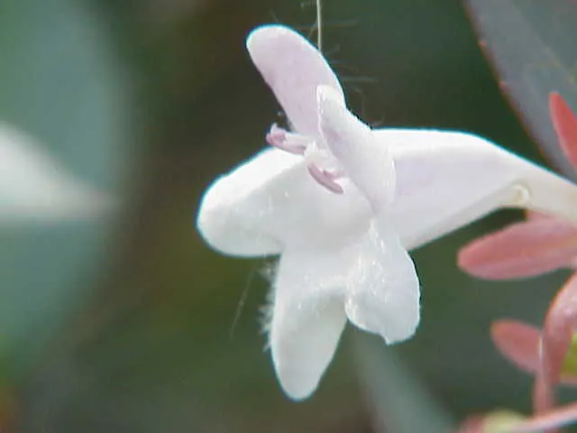 Mexican Abelia (Abelia Floribunda) — The arching branches of the Mexican Abelia create a graceful
