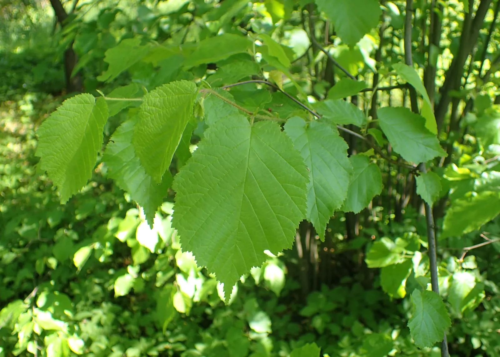American Hazelnut (Corylus Americana) — is a versatile deciduous shrub that makes an excellent addition to a variety of landscapes