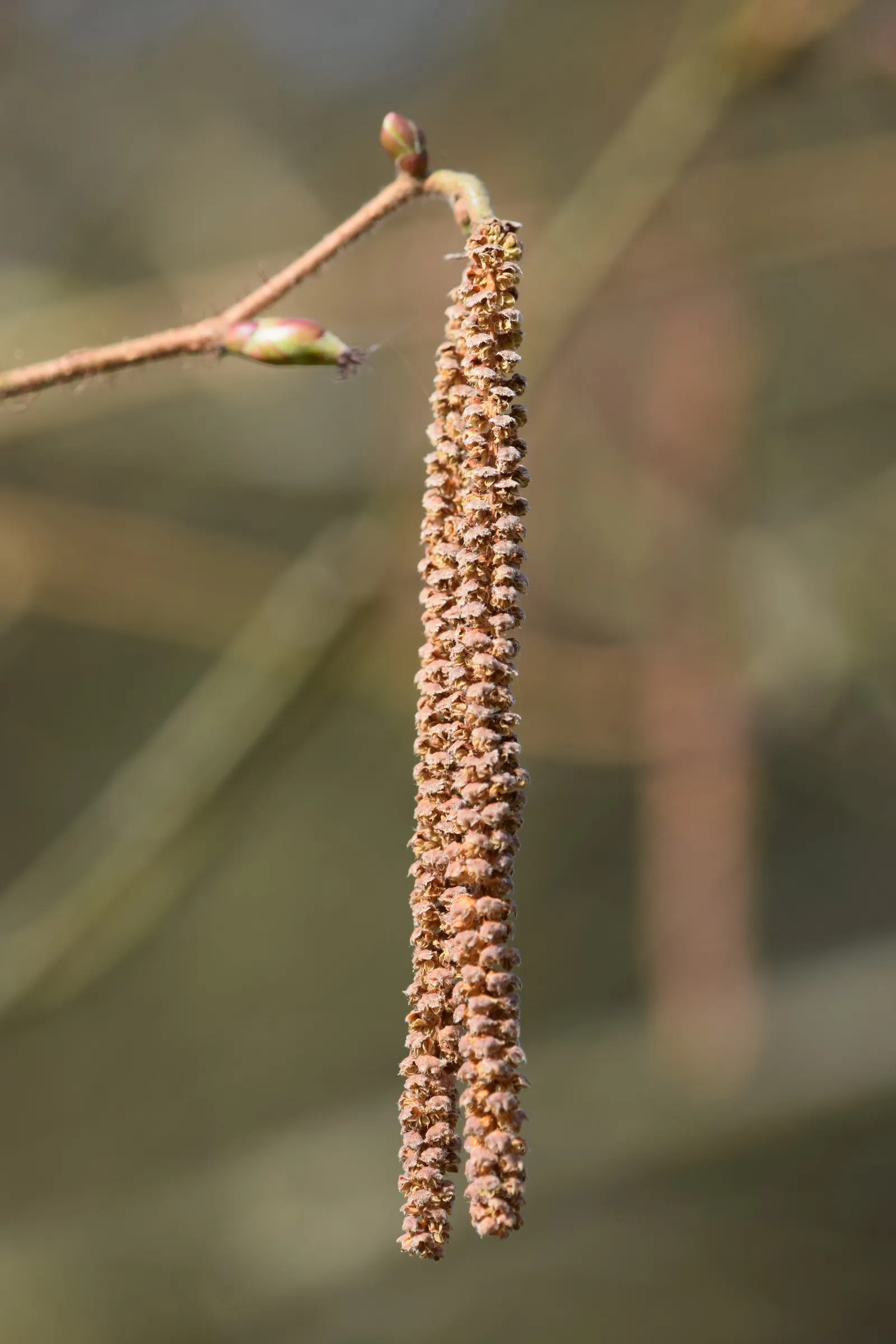 American Hazelnut (Corylus Americana) — shrub with yellow blooms