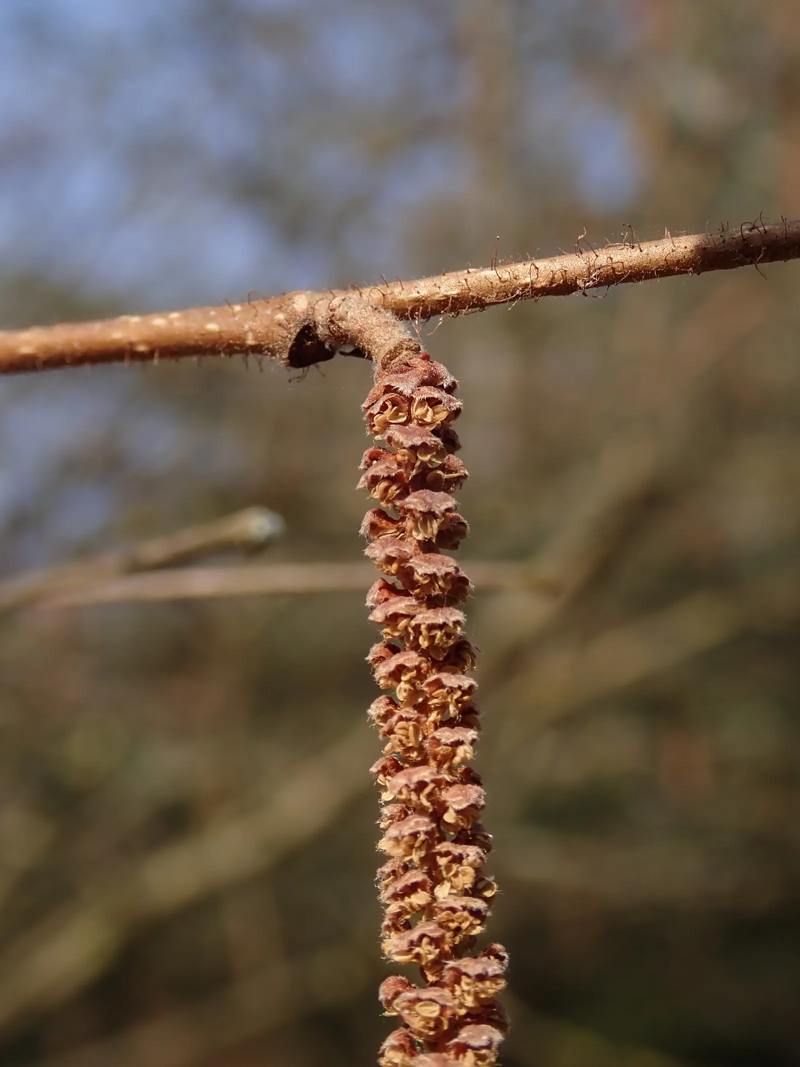 American Hazelnut (Corylus Americana) — which mature in late summer to early fall.<br><br>Preferring full sun to partial shade