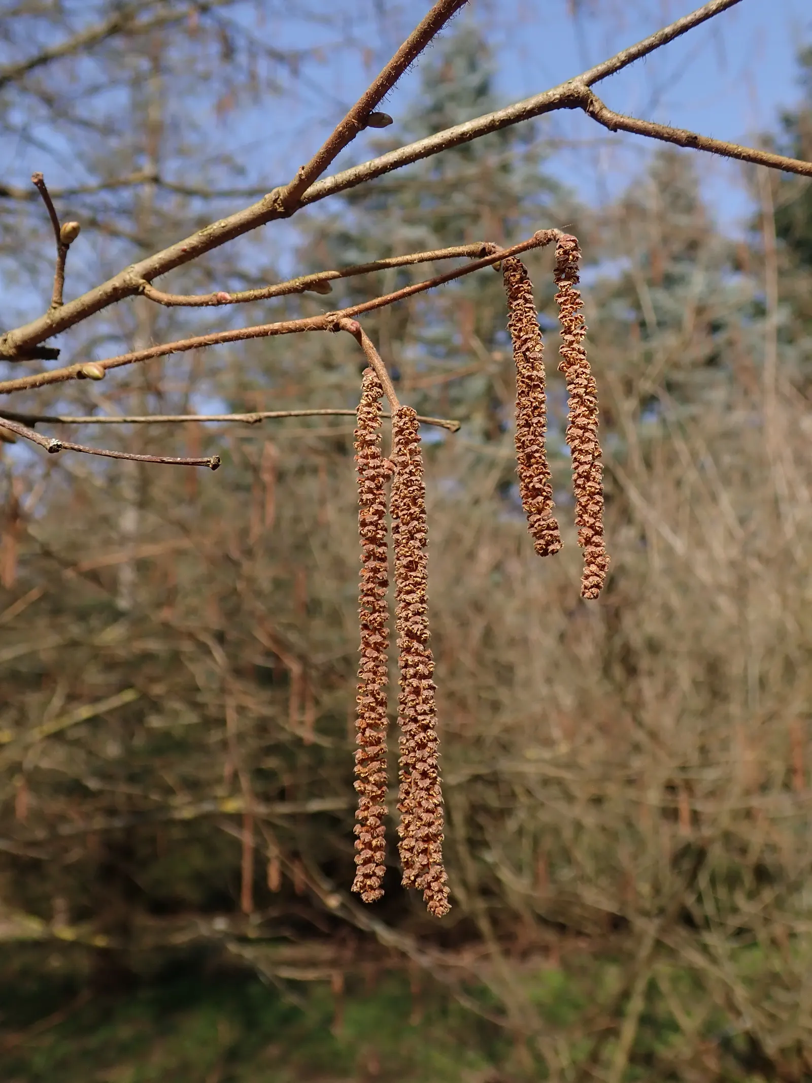 American Hazelnut (Corylus Americana) — With its rich green foliage turning to hues of yellow and orange in the fall