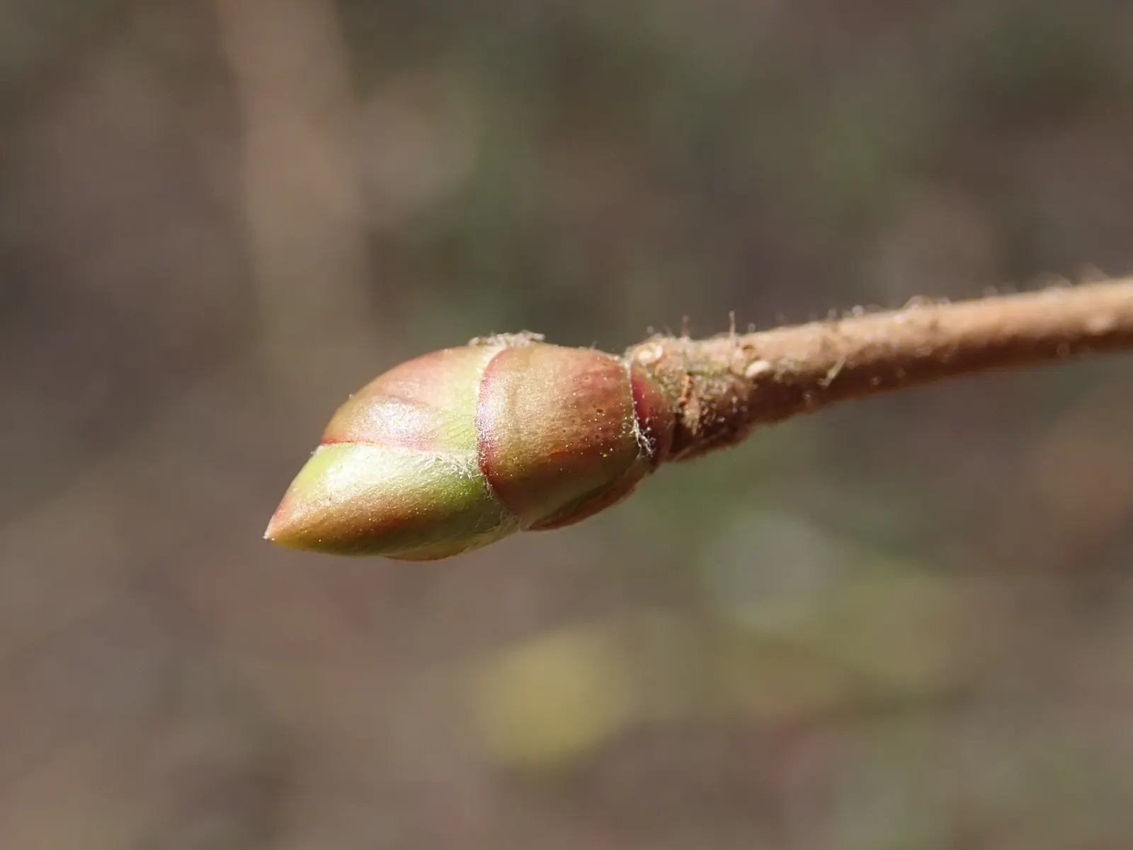 American Hazelnut (Corylus Americana) — adding an early season interest to the garden