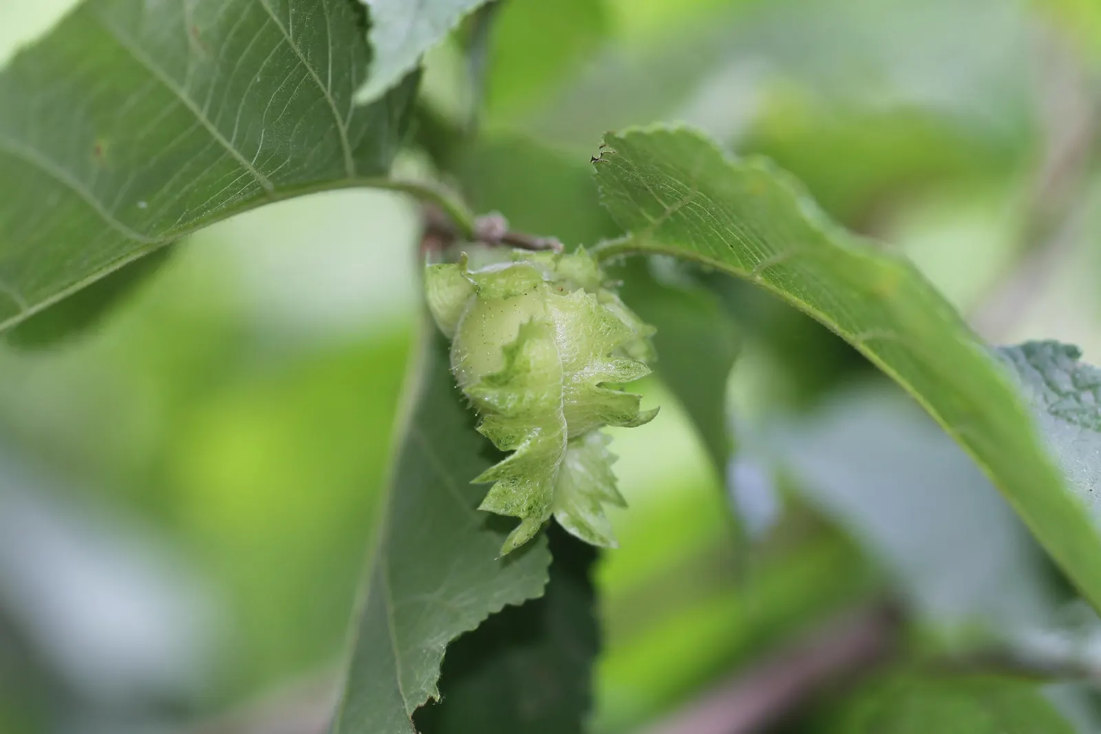 American Hazelnut (Corylus Americana) — but can occasionally reach up to 12 feet under optimal conditions.<br><br>Characterized by its rounded