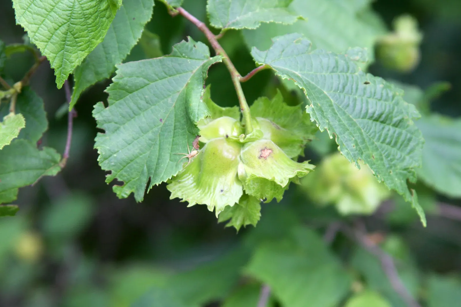 American Hazelnut (Corylus Americana) — It offers a nut harvest in late summer to fall