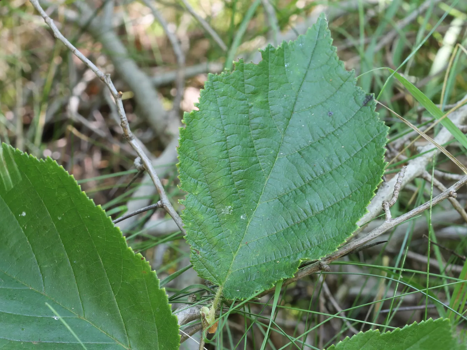 American Hazelnut (Corylus Americana) — this plant typically grows to a height of 6 to 8 feet with a comparable spread