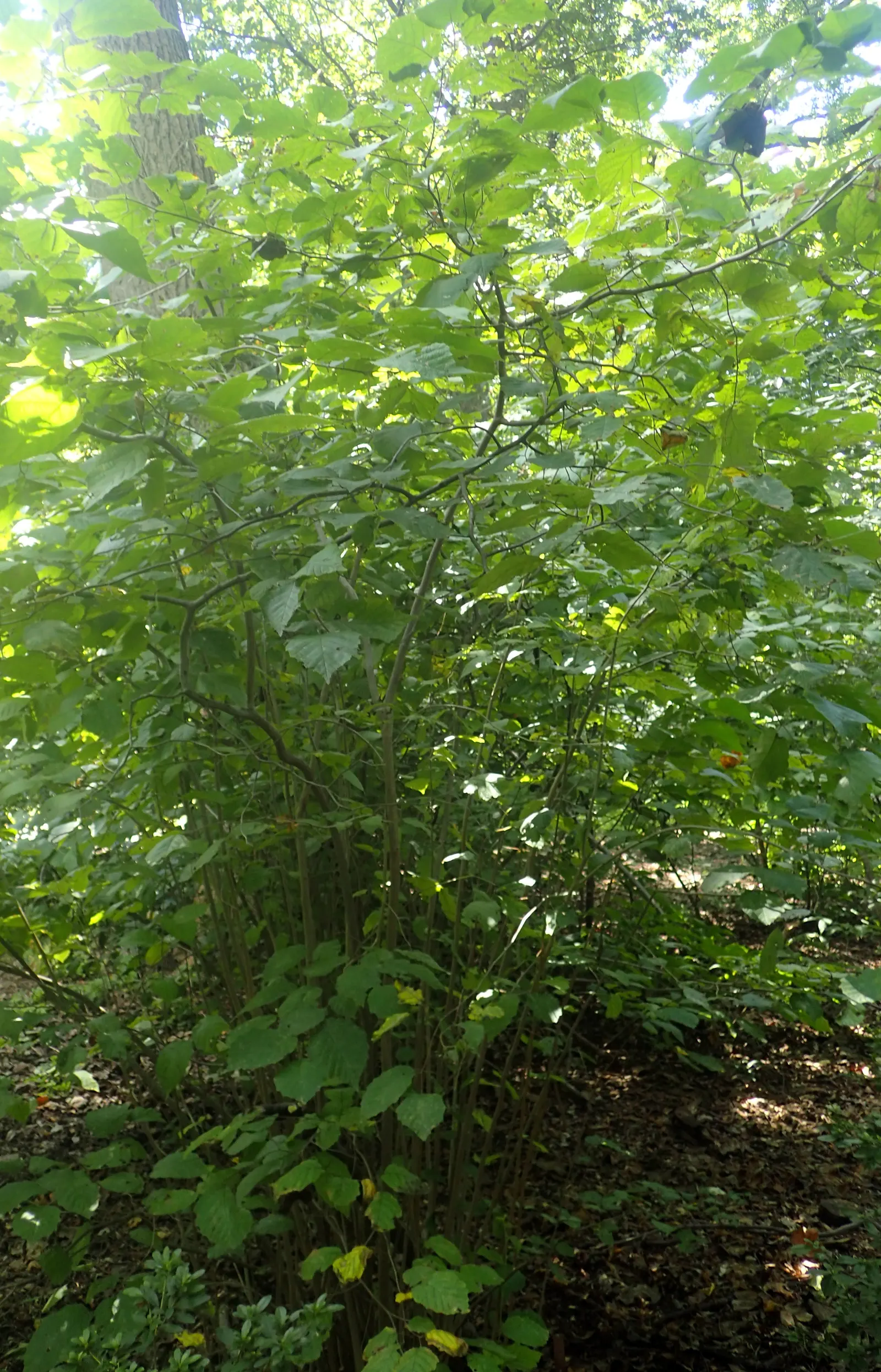 American Hazelnut (Corylus Americana) — shrub for full or half