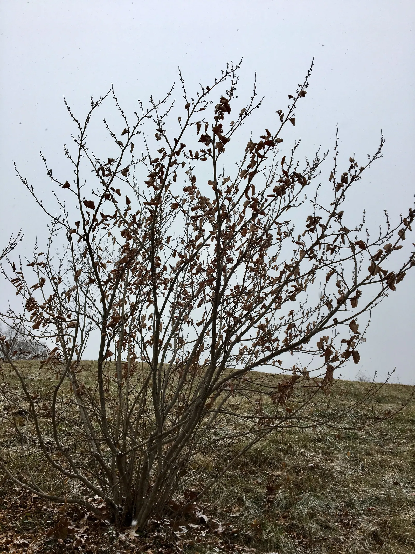 American Hazelnut (Corylus Americana) — and it prefers partial to full sun