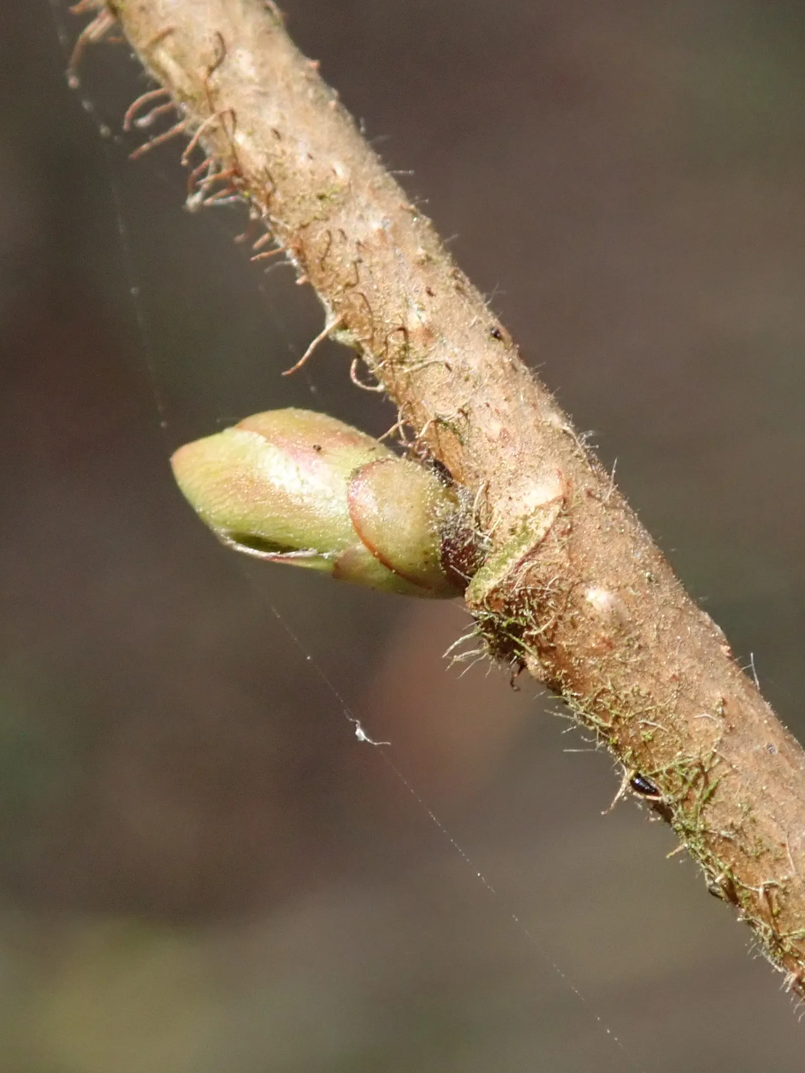 American Hazelnut (Corylus Americana) — It serves multiple uses in the garden