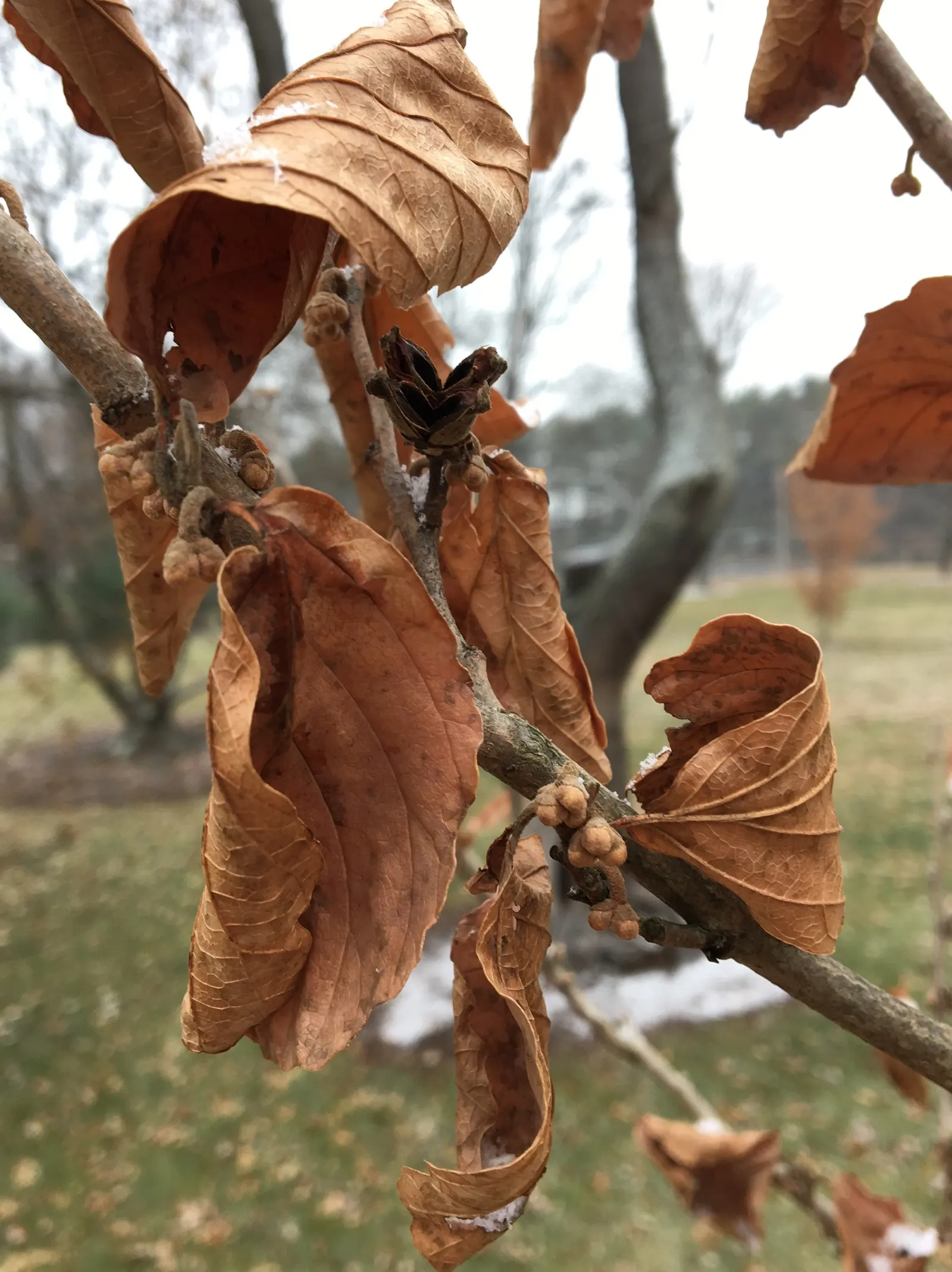 American Hazelnut (Corylus Americana) — this native provides excellent wildlife support and is suited for naturalistic plantings