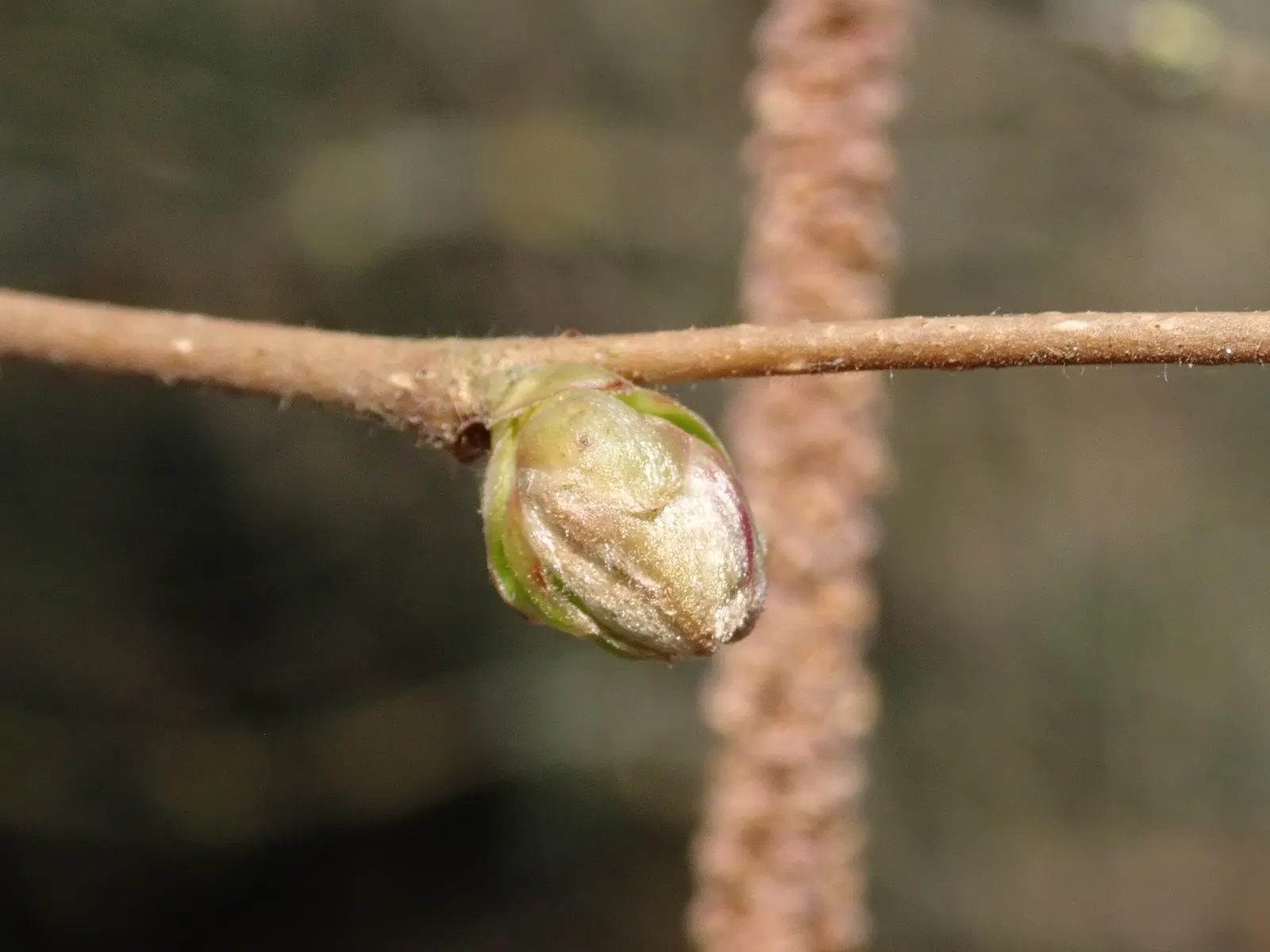 American Hazelnut (Corylus Americana) — thrives in USDA zones 4-9 with a height of 12-20 feet and a spread of 10-15 feet; it offers a nut harvest in late