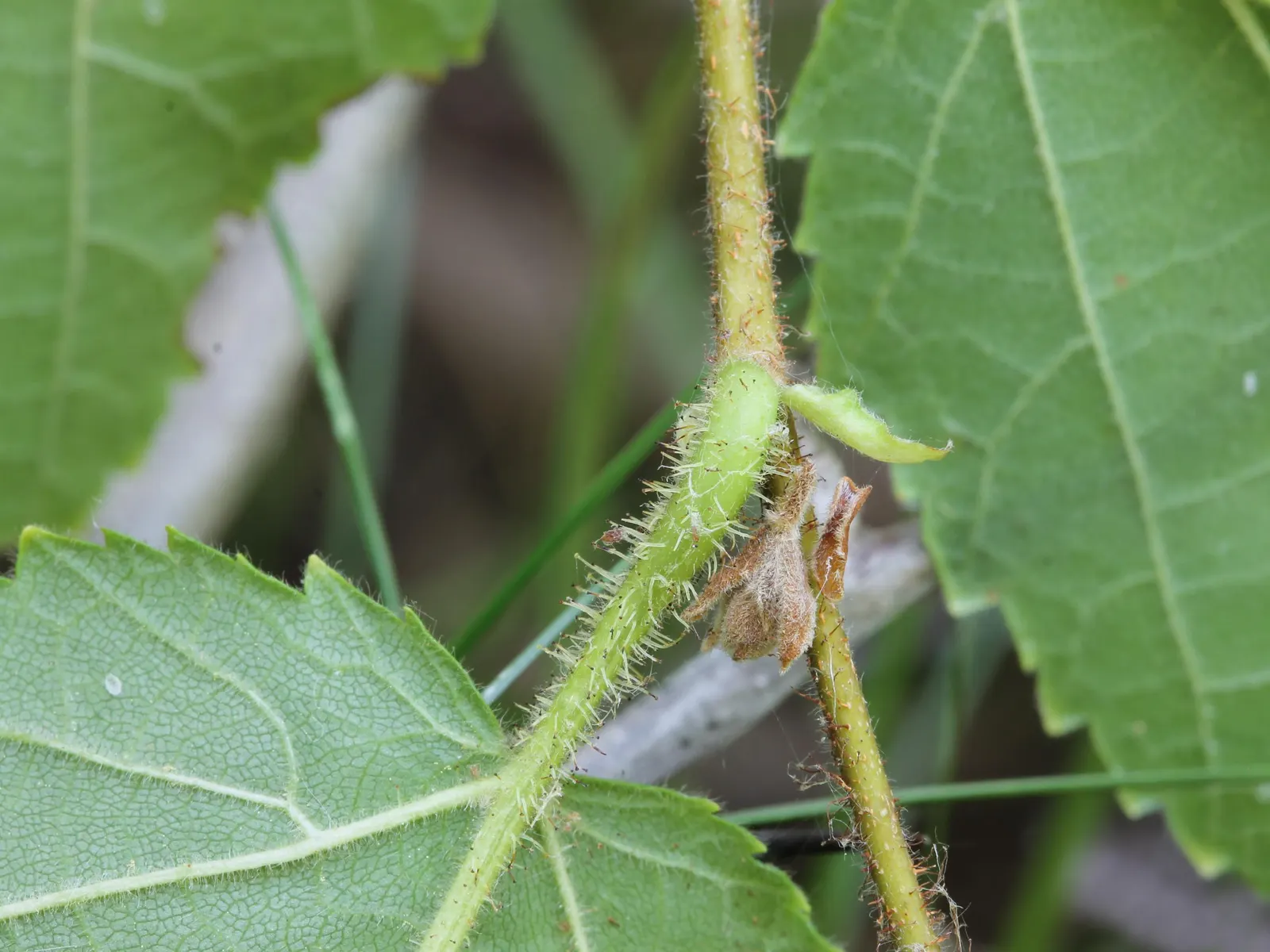 American Hazelnut (Corylus Americana) — heart-shaped leaves that measure about 3 to 6 inches in length
