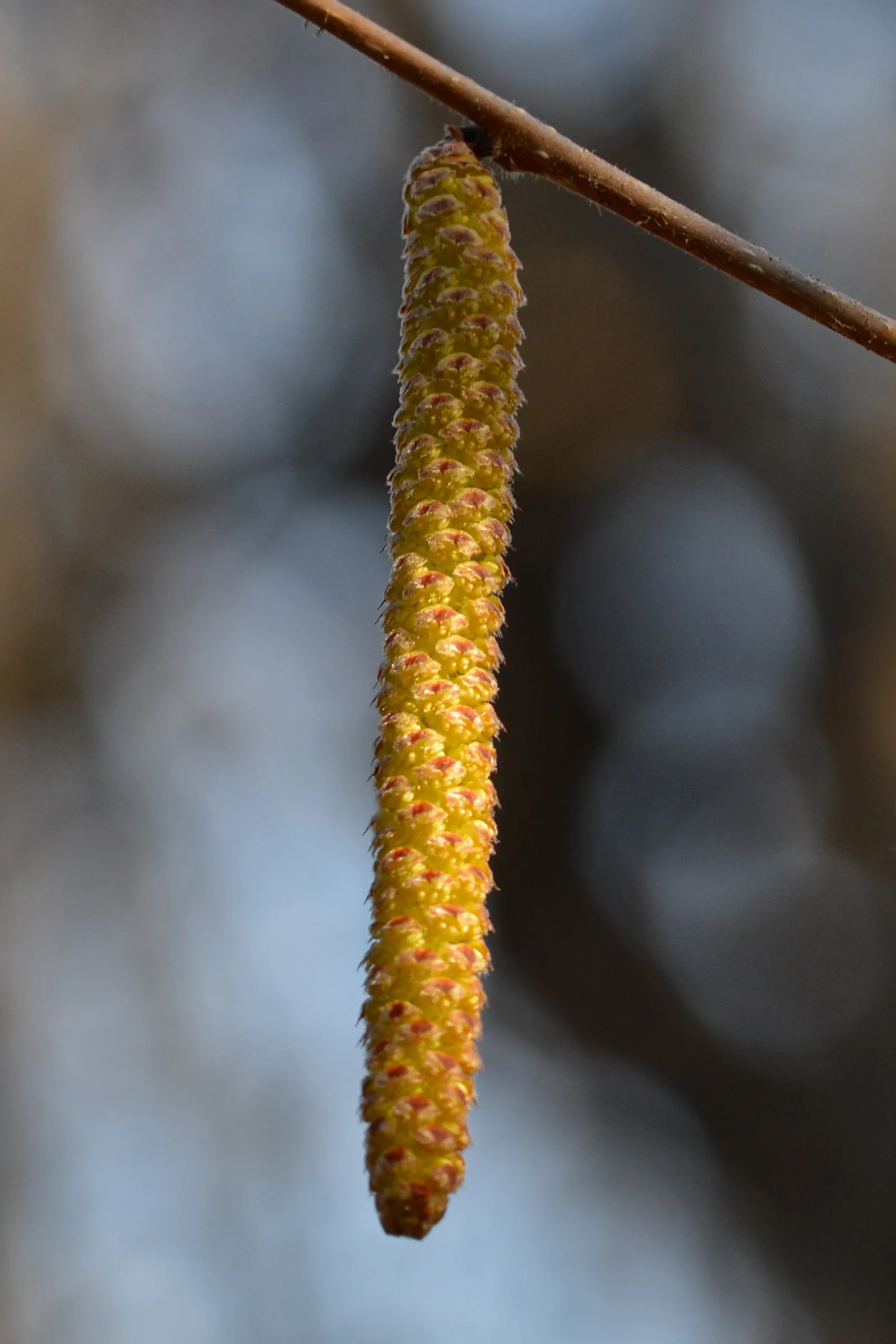 American Hazelnut (Corylus Americana) — yellow flowers in the garden