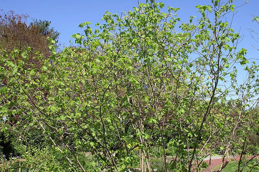 American Hazelnut (Corylus Americana) — Adaptable to various soils
