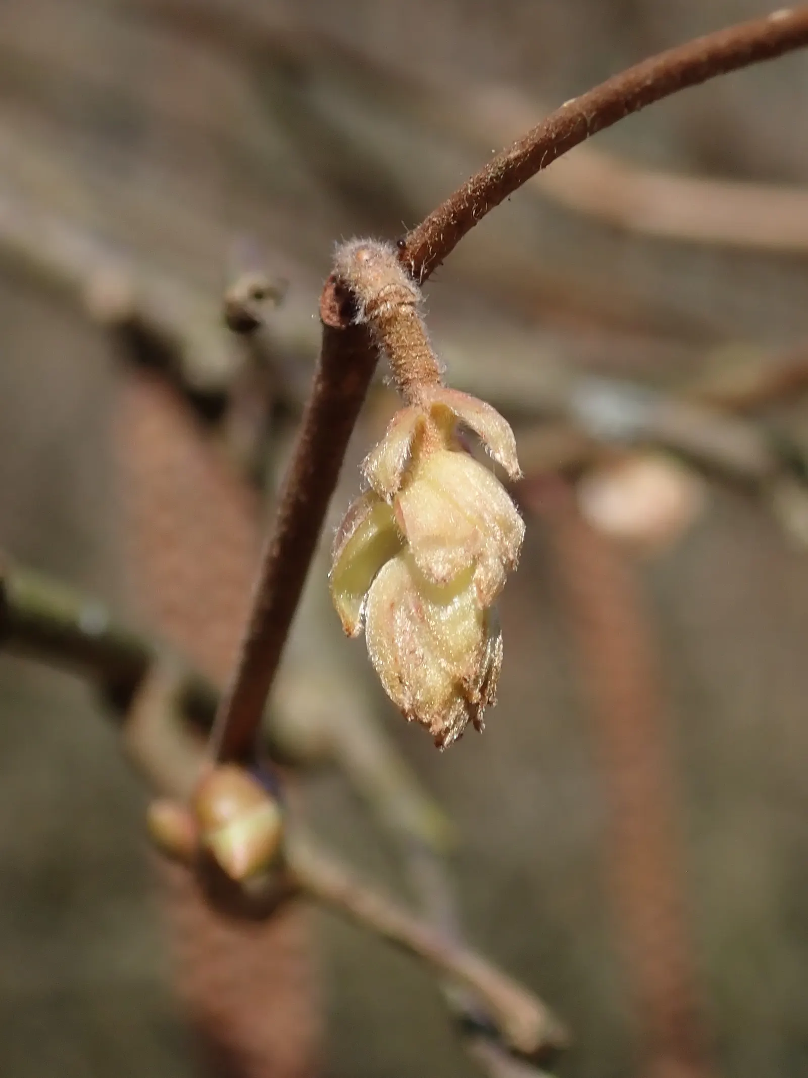 American Hazelnut (Corylus Americana) — from creating natural hedgerows or privacy screens to offering wildlife habitat and food