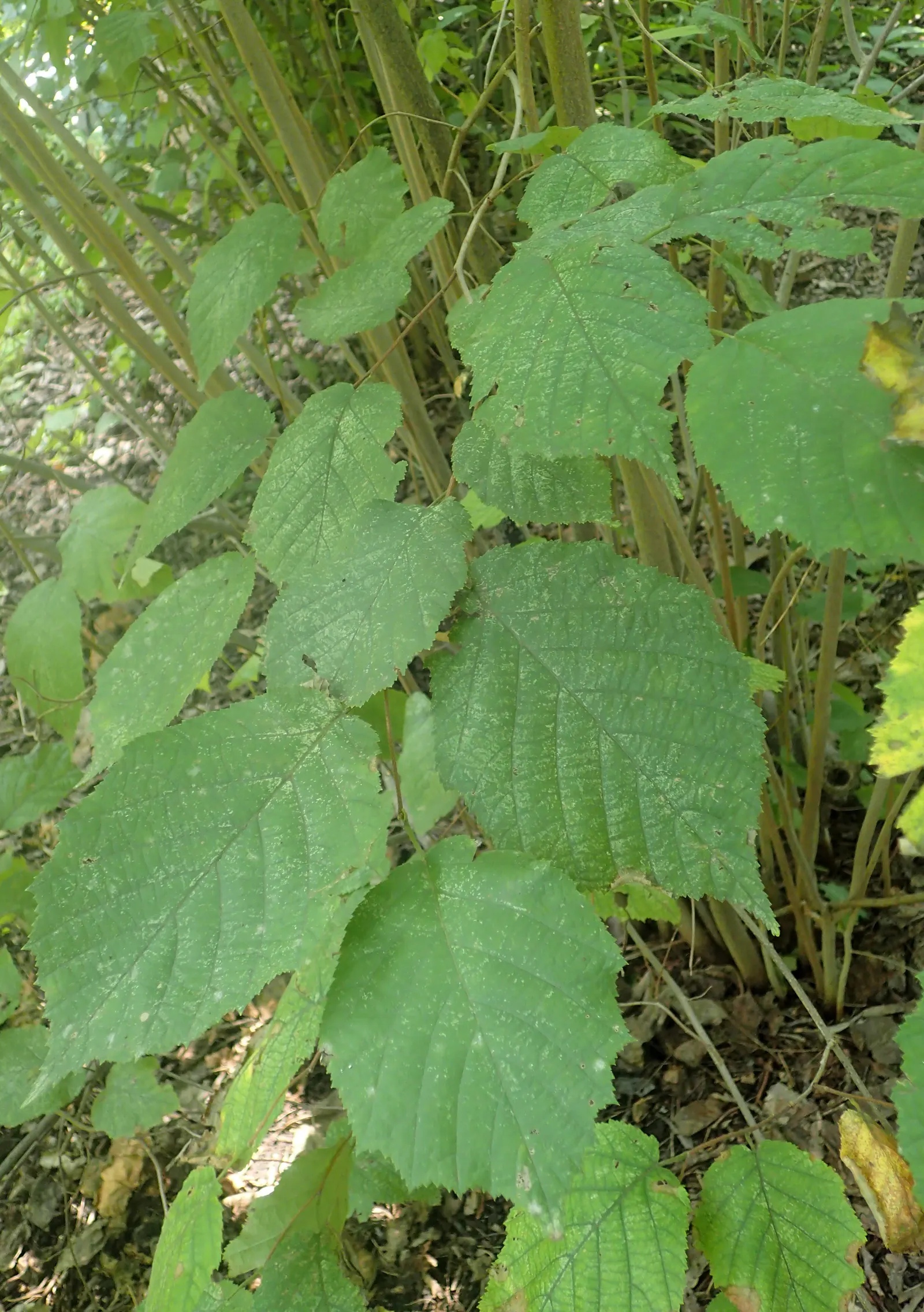 American Hazelnut (Corylus Americana) — thrives in USDA zones 4-9 with a height of 12-20 feet and a spread of 10-15 feet